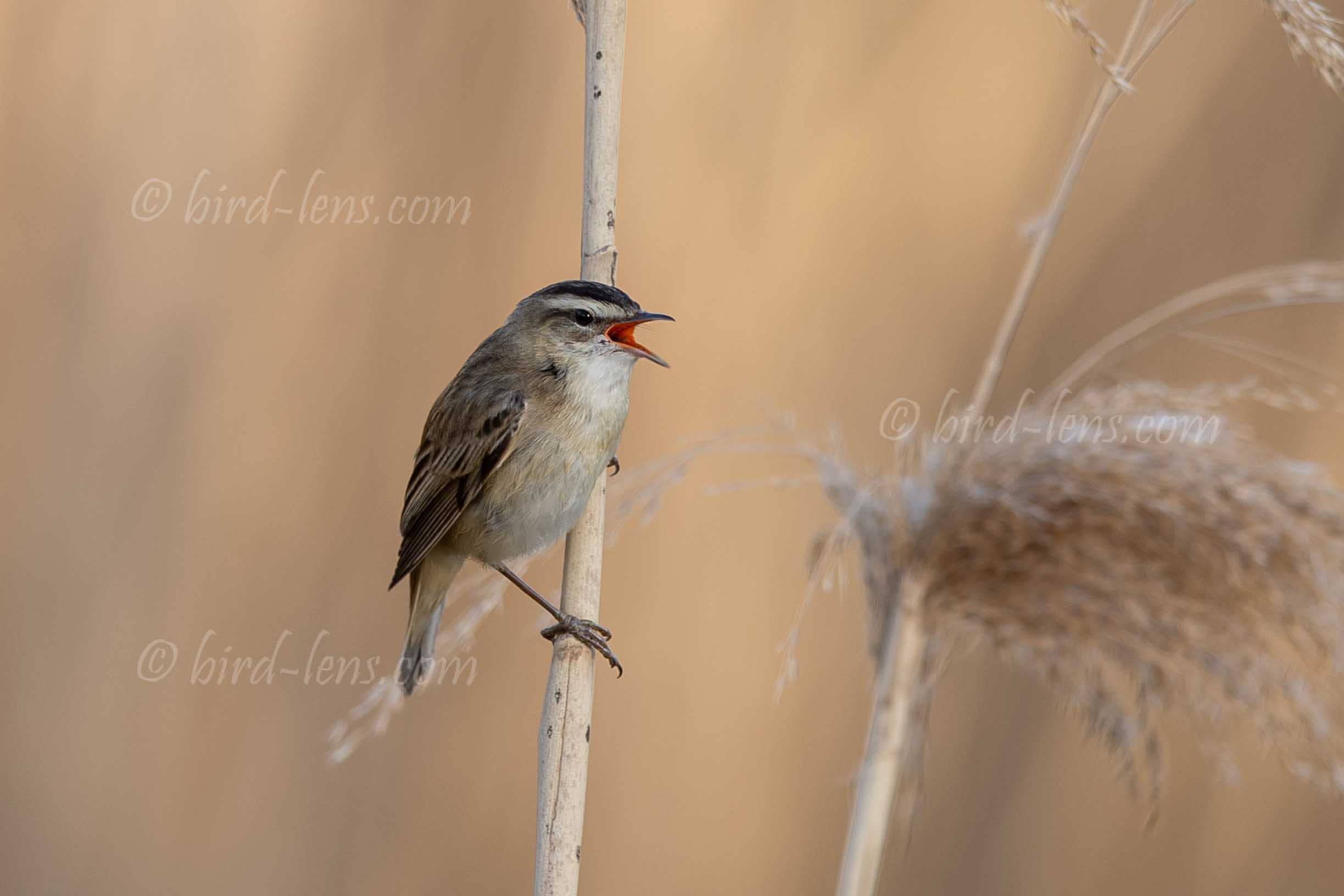 Schilfrohrsänger Schilfrohrsänger