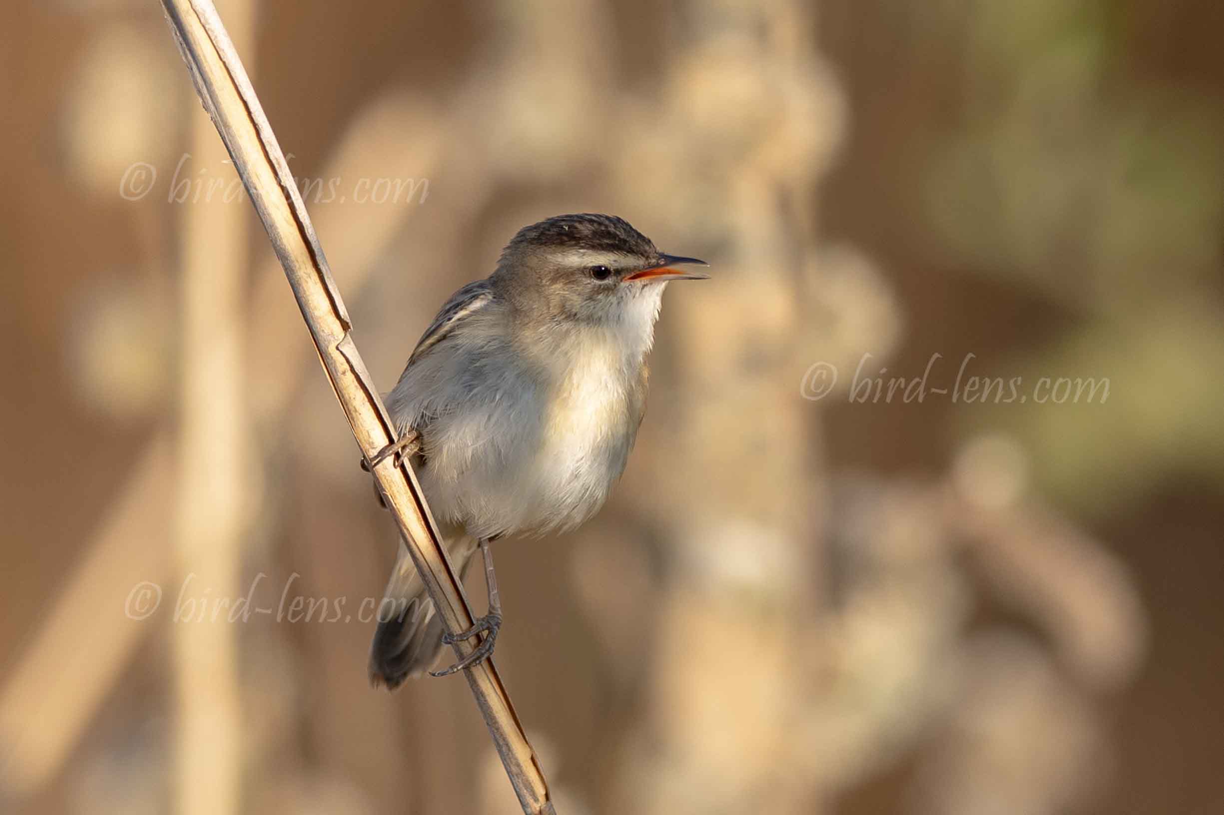 Schilfrohrsänger Schilfrohrsänger