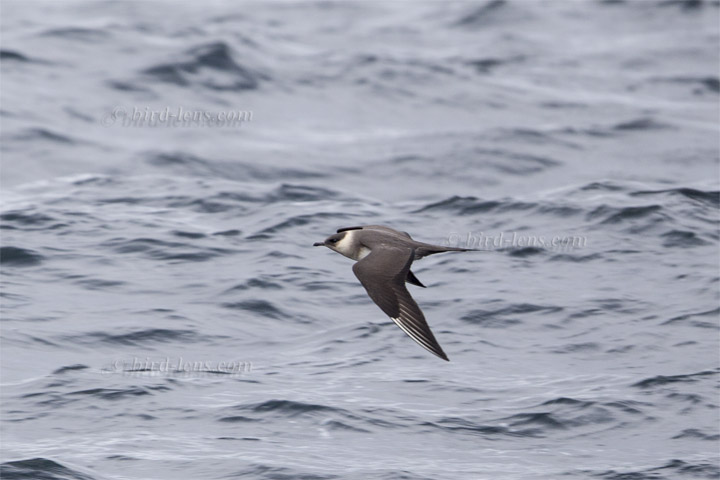 Schmarotzerraubmöwe