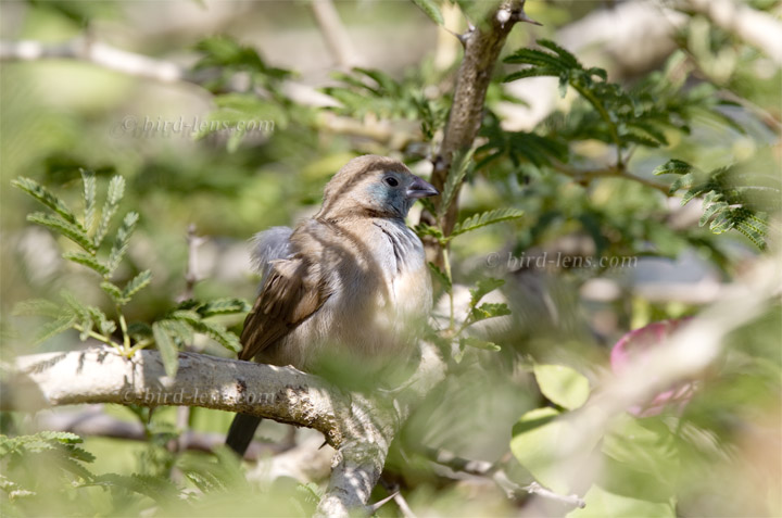 Schmetterlingsastrild Schmetterlingsastrild