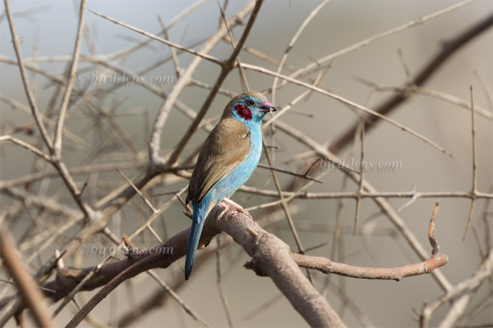 Schmetterlingsastrild Schmetterlingsastrild