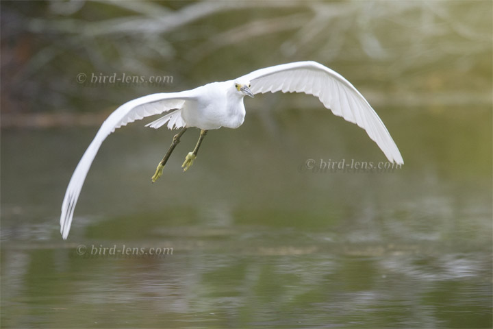 Schmuckreiher Schmuckreiher