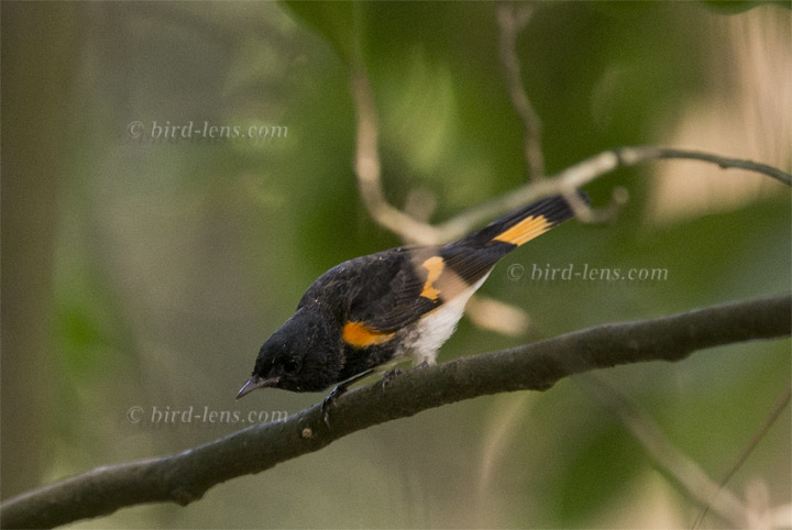 American Redstart