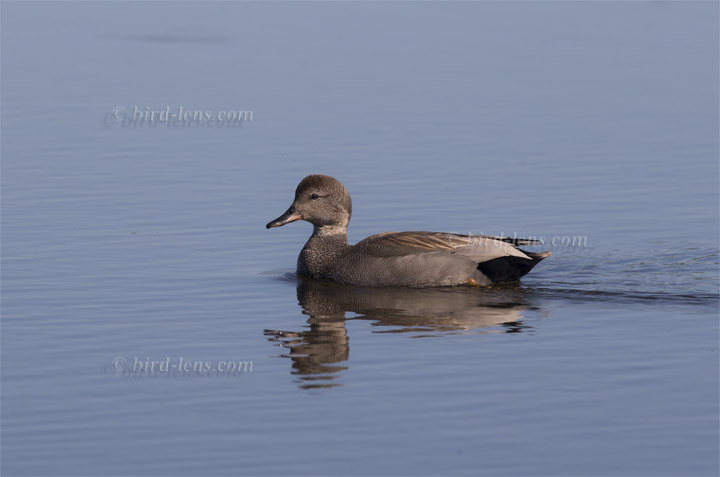 Schnatterente Schnatterente