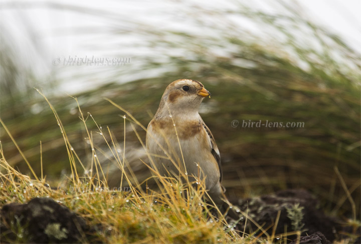 Schneeammer Schneeammer