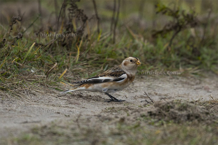 Schneeammer Schneeammer