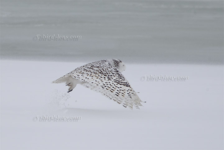 Schneeeule Schneeeule