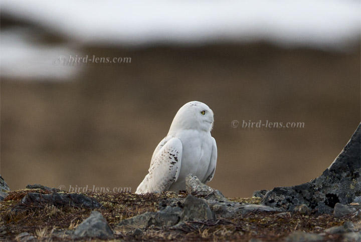 Schneeeule Schneeeule