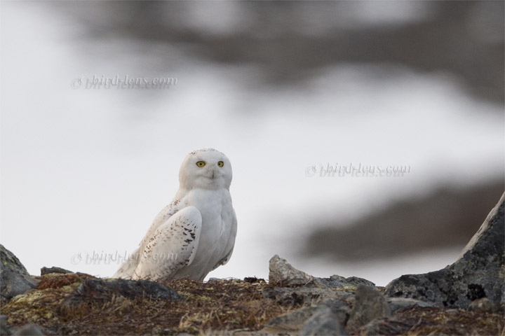 Schneeeule Schneeeule