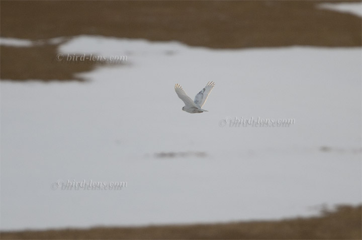 Schneeeule Schneeeule