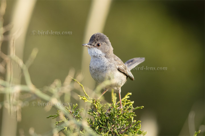 Cyprus Warbler Cyprus Warbler