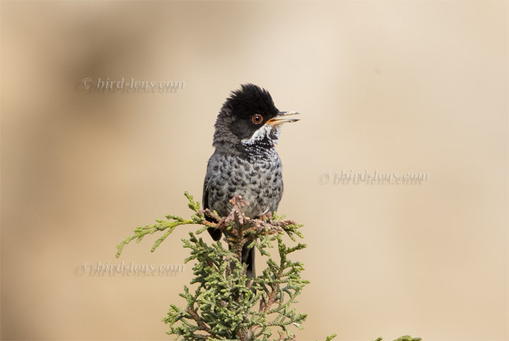 Cyprus Warbler Cyprus Warbler