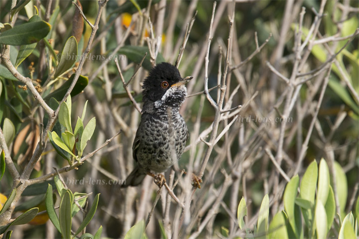 Cyprus Warbler Cyprus Warbler