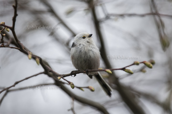 Schwanzmeise Schwanzmeise