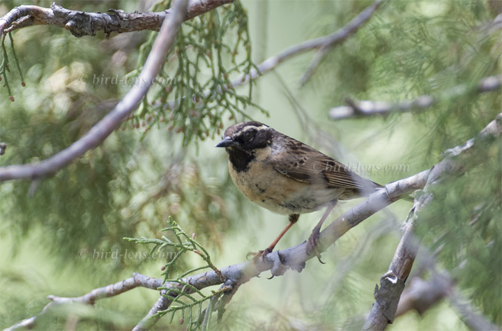 Schwarzkehlbraunelle