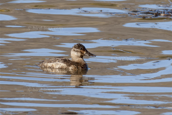 Schwarzkopf-Ruderente