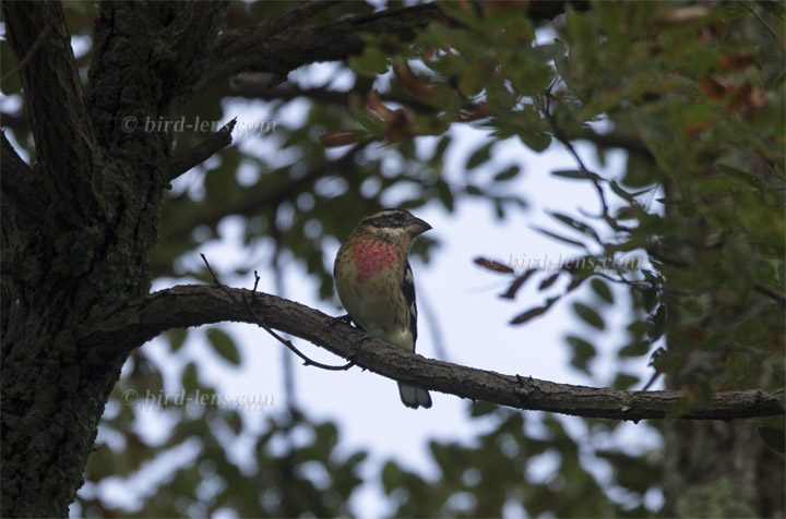 Schwarzkopfkernknacker