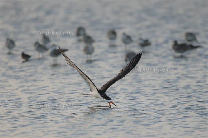 Black Skimmer Black Skimmer