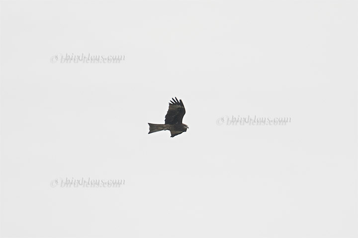 Black-eared Kite Black-eared Kite