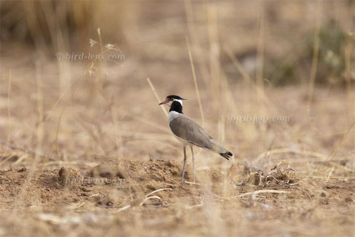 Schwarzschopfkiebitz Schwarzschopfkiebitz