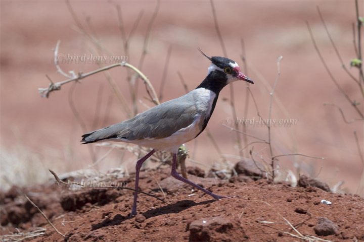 Schwarzschopfkiebitz Schwarzschopfkiebitz