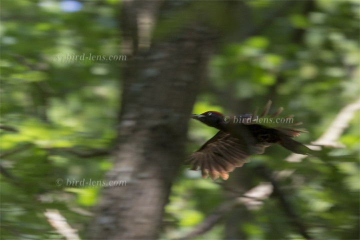 Schwarzspecht Schwarzspecht