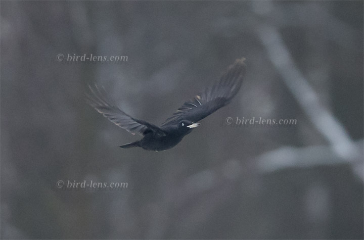 Schwarzspecht Schwarzspecht