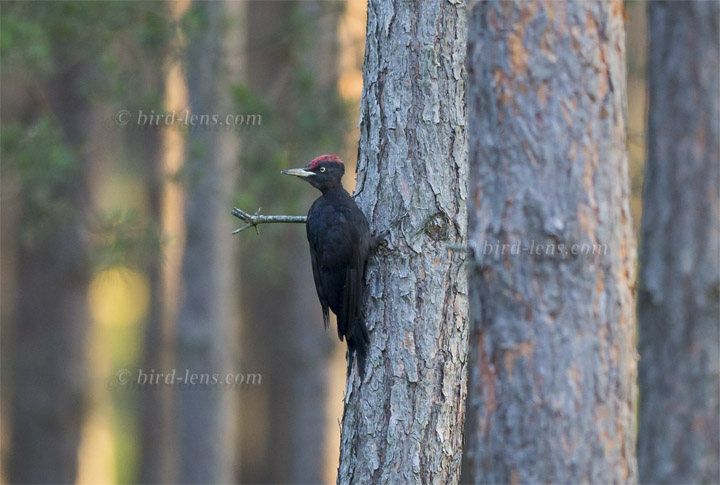 Schwarzspecht Schwarzspecht