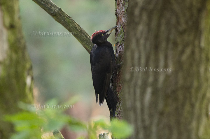 Schwarzspecht Schwarzspecht