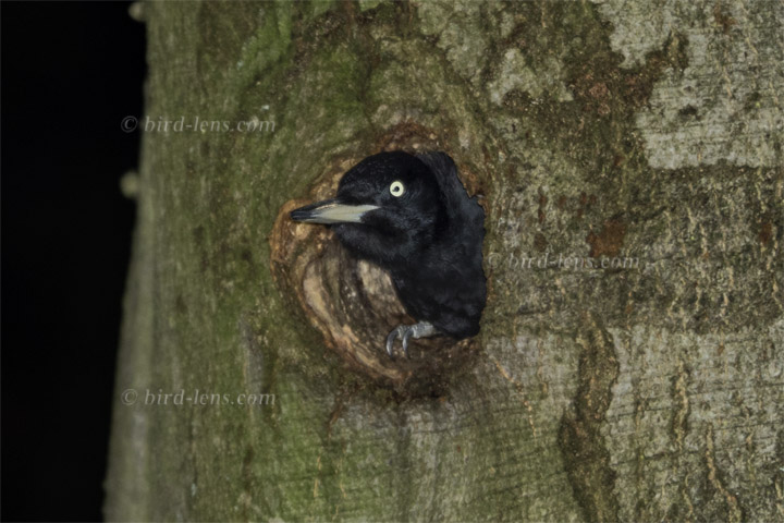 Schwarzspecht Schwarzspecht