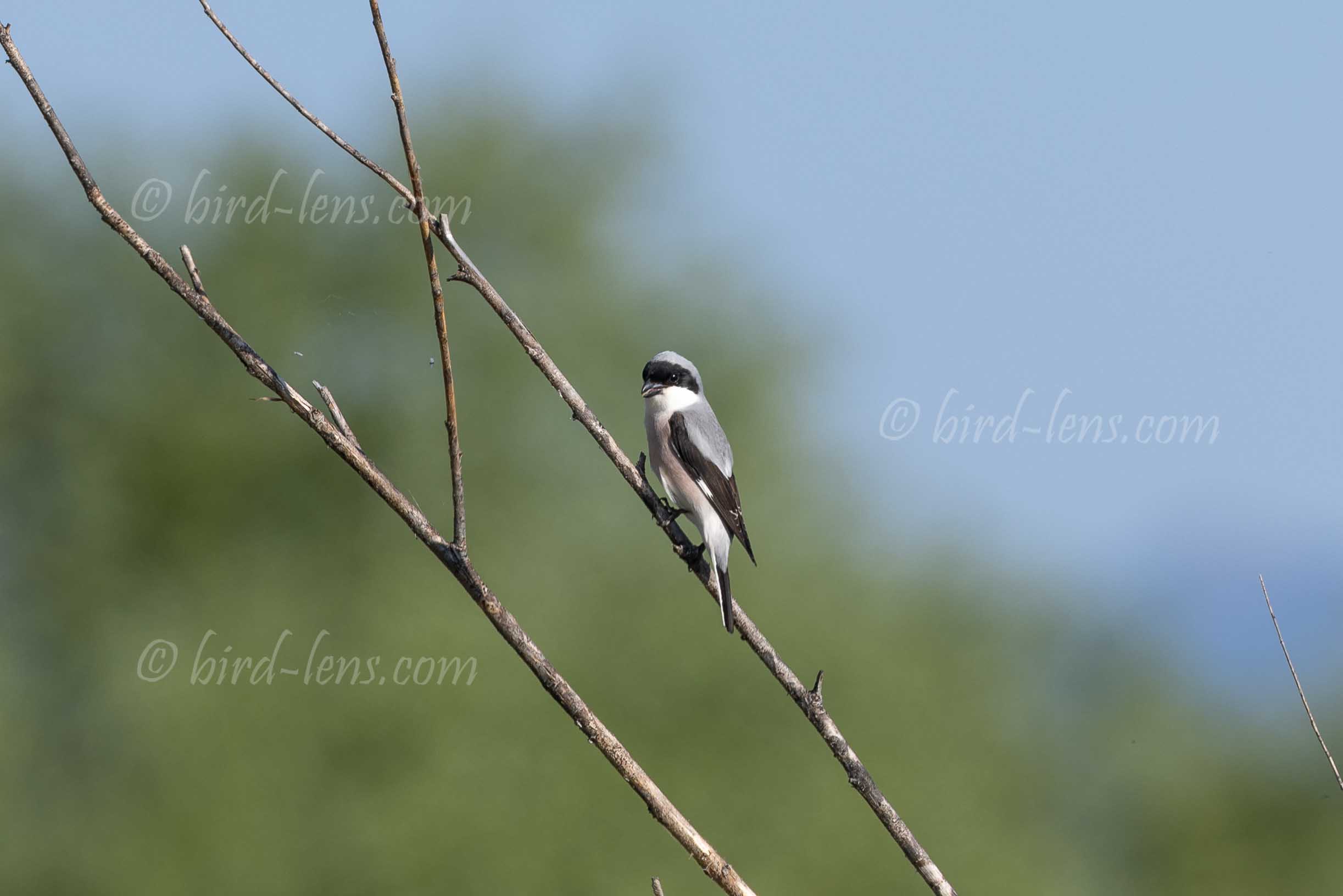 Schwarzstirnwürger Schwarzstirnwürger