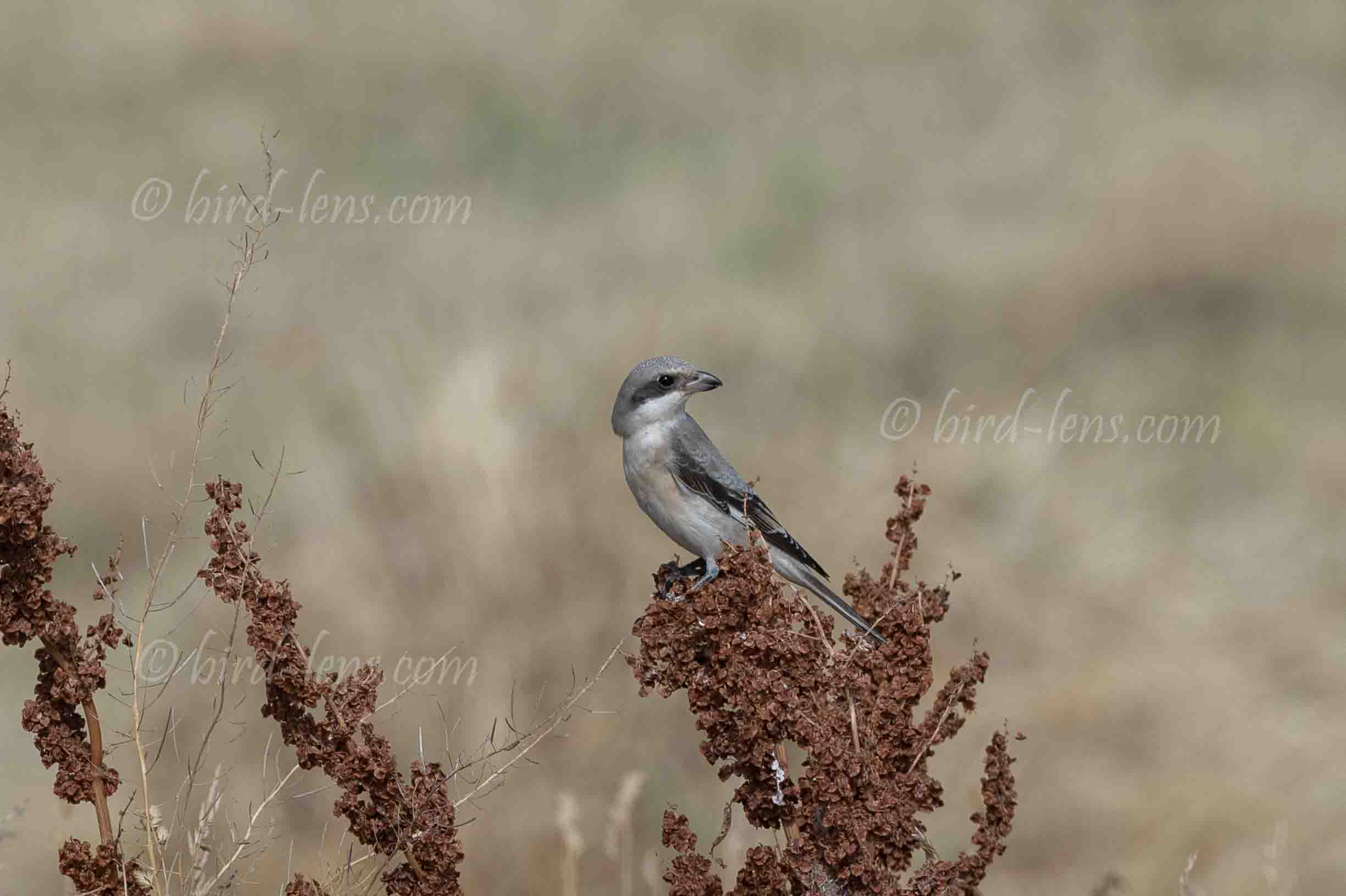 Schwarzstirnwürger Schwarzstirnwürger