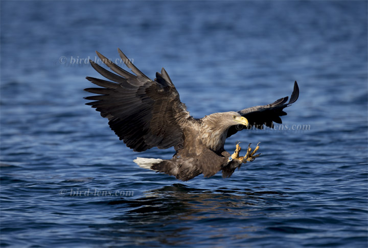 Seeadler Seeadler