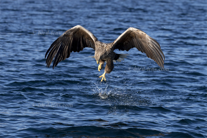 Seeadler Seeadler