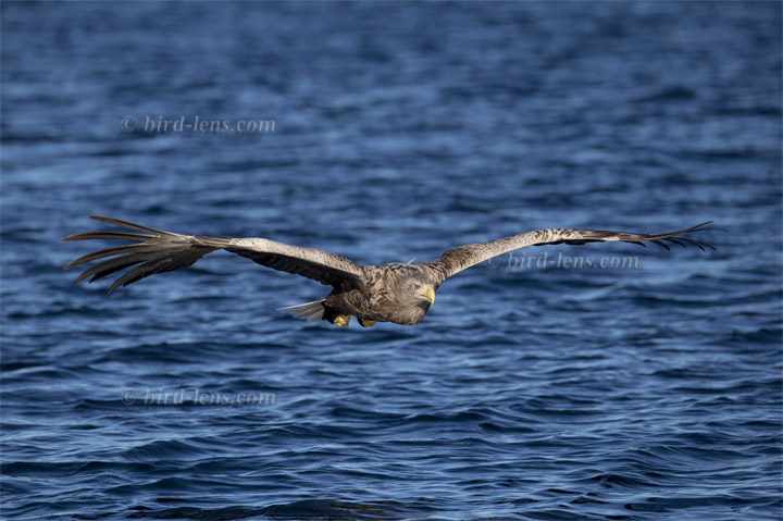 Seeadler Seeadler