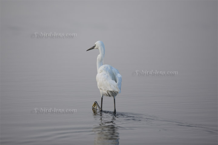 Seidenreiher Seidenreiher