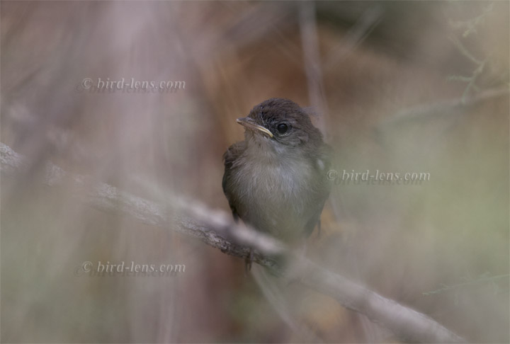 Cetti's Warbler Cetti's Warbler