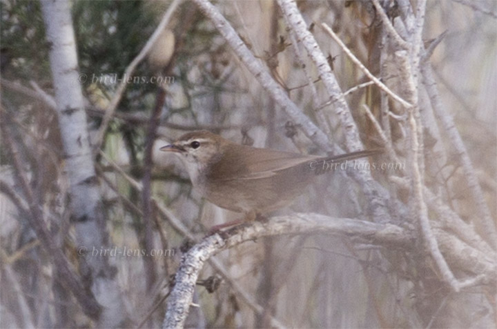 Cetti's Warbler Cetti's Warbler