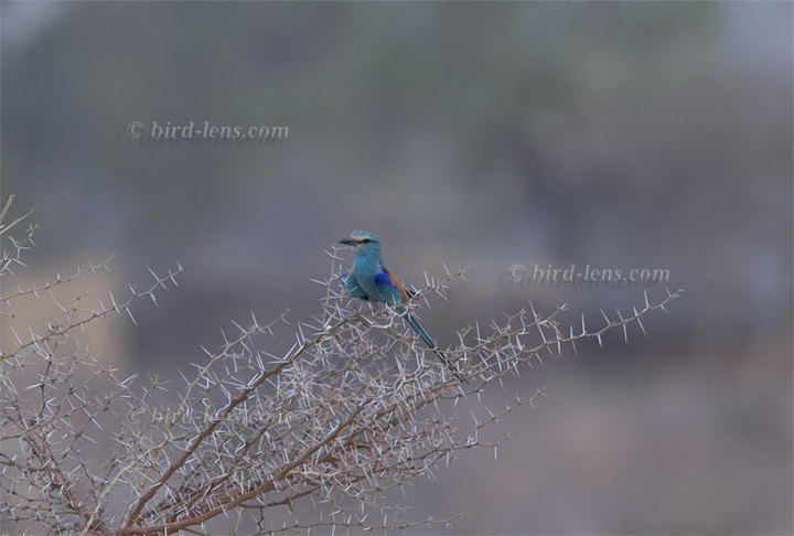 Abyssinian Roller