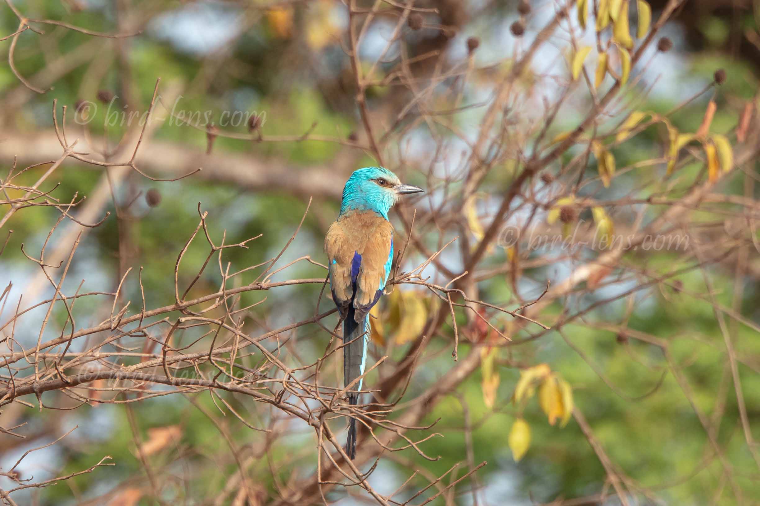 Abyssinian Roller