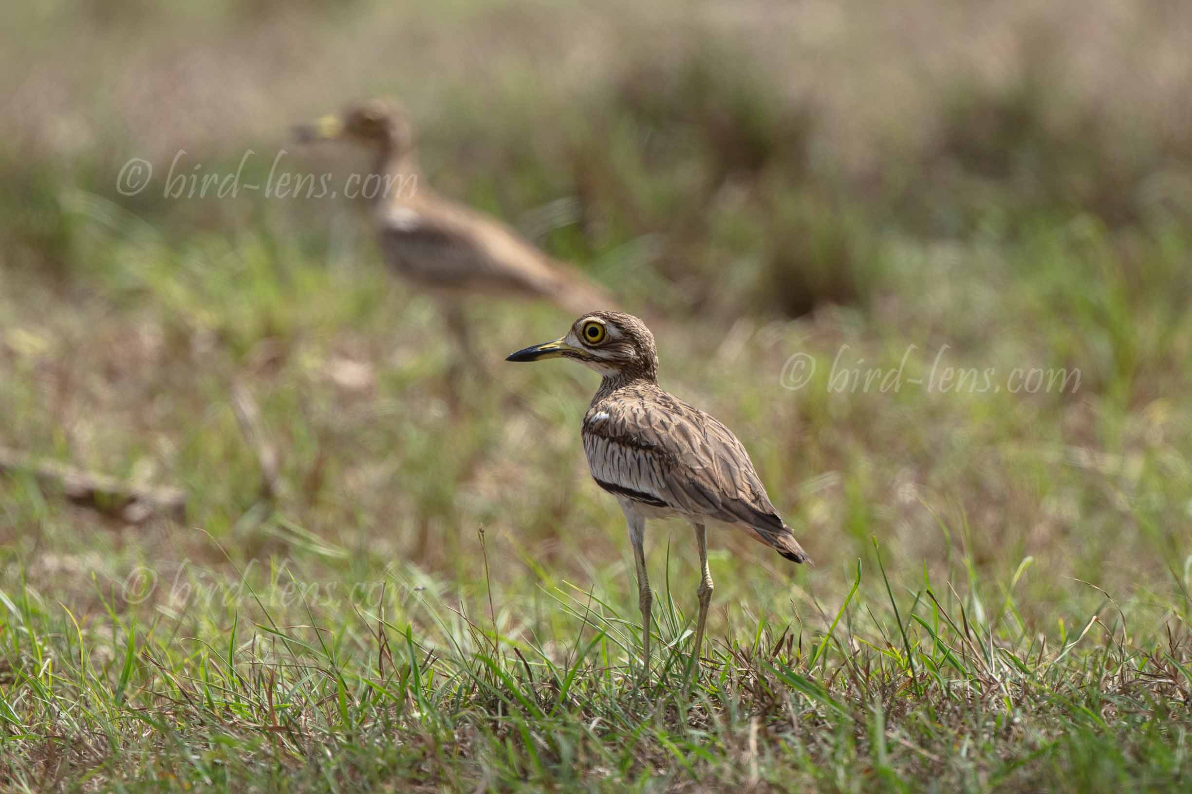 Senegaltriel Senegaltriel