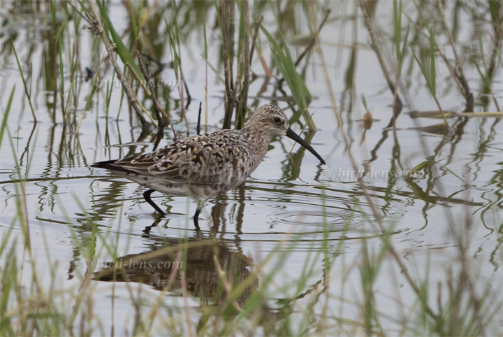 Curlew Sandpiper Curlew Sandpiper