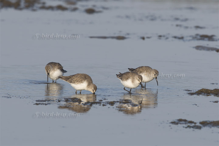 Sichelstrandläufer Sichelstrandläufer