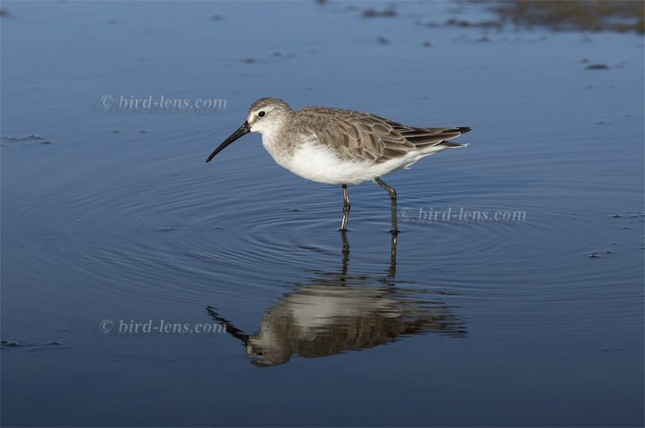Sichelstrandläufer Sichelstrandläufer