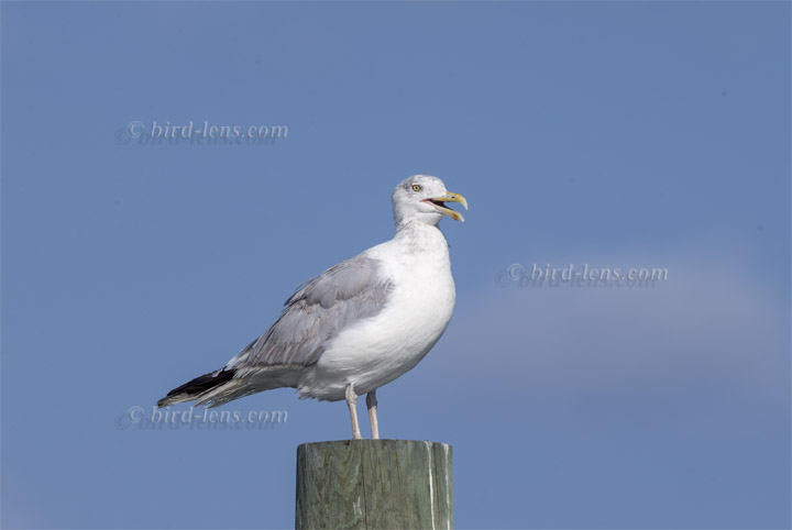 American Herring Gull