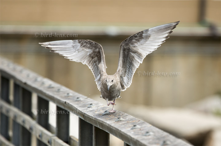 Herring Gull Herring Gull