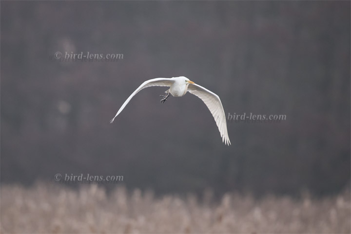 Silberreiher Silberreiher