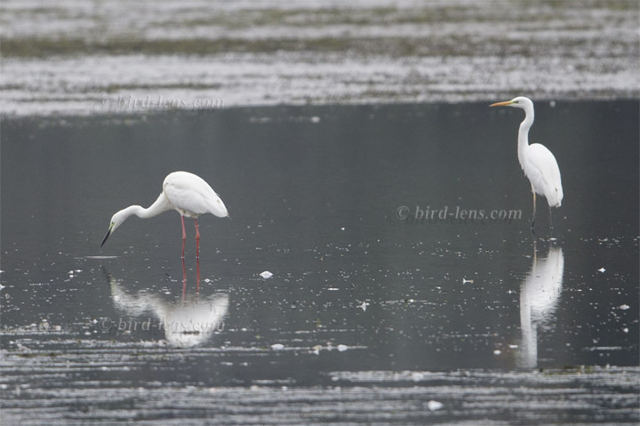 Silberreiher Silberreiher