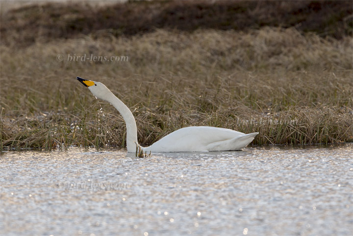 Singschwan Singschwan