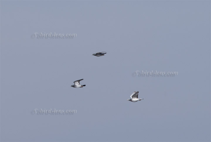 Stadt-Taube Stadt-Taube